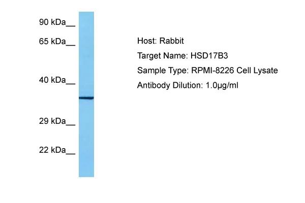 HSD17B3 Rabbit Polyclonal Antibody - image 1