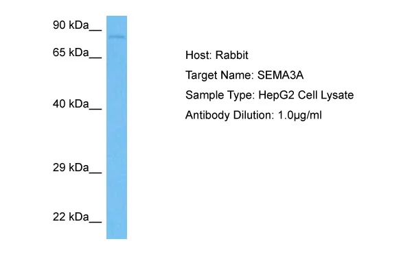 Semaphorin 3A (SEMA3A) Rabbit Polyclonal Antibody - image 1