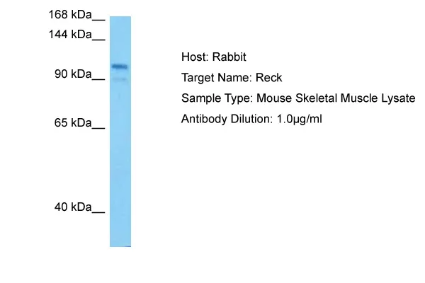 Reck Rabbit Polyclonal Antibody - image 1