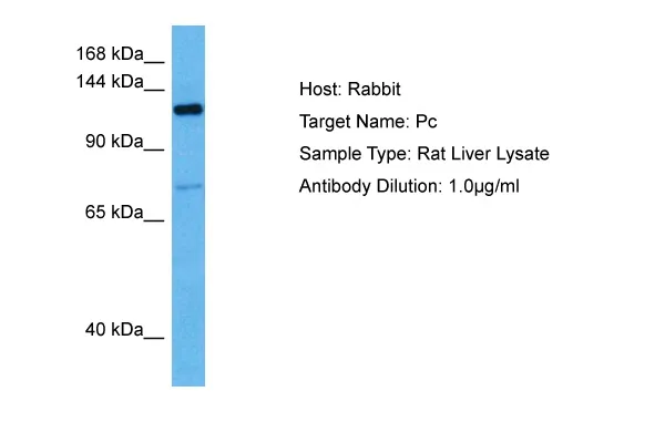 Pc Rabbit Polyclonal Antibody - image 1