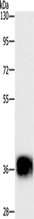 CEBPE Rabbit Polyclonal Antibody - image 1