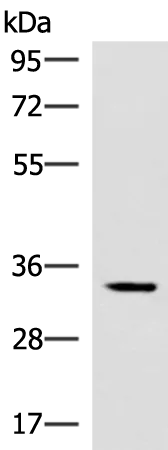 FRA2 (FOSL2) Rabbit Polyclonal Antibody - image 1