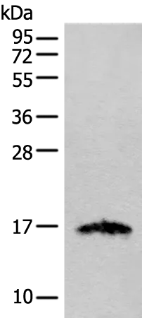 IGF2 Rabbit Polyclonal Antibody - image 1