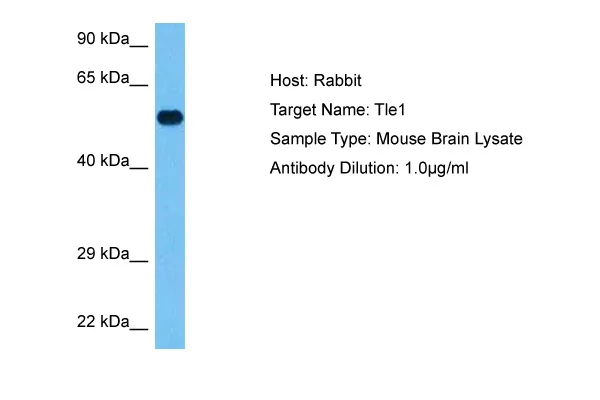 Tle1 Rabbit Polyclonal Antibody - image 1