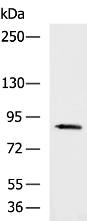 Semaphorin 3c (SEMA3C) Rabbit Polyclonal Antibody - image 1