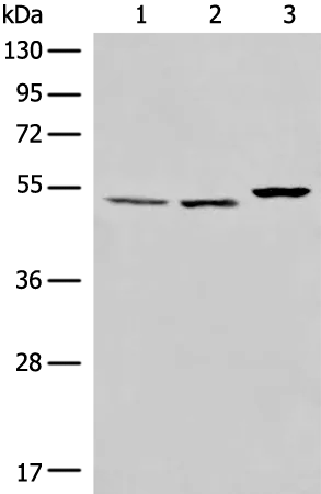 TRAF4 Rabbit Polyclonal Antibody - image 1