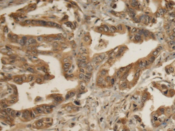 EIF4B Rabbit Polyclonal Antibody - image 1