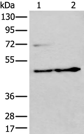 PKA R2 (PRKAR2A) Rabbit Polyclonal Antibody - image 1