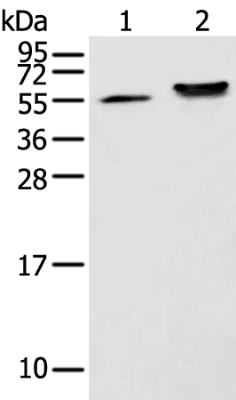 CAPS2 Rabbit Polyclonal Antibody - image 1