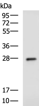 Major Basic Protein (PRG2) Rabbit Polyclonal Antibody - image 1