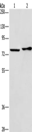 CD33 Rabbit Polyclonal Antibody - image 1