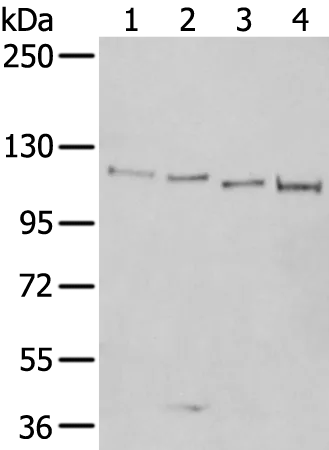 XRN2 Rabbit Polyclonal Antibody - image 1
