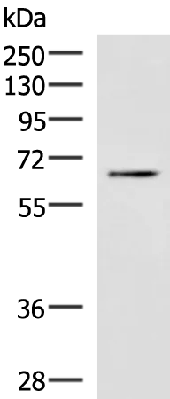 BRD9 Rabbit Polyclonal Antibody - image 1