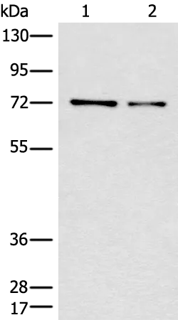 CCNK Rabbit Polyclonal Antibody - image 1