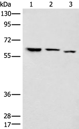 CDC23 Rabbit Polyclonal Antibody - image 1