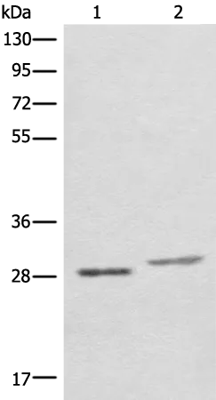 COMT Rabbit Polyclonal Antibody - image 1