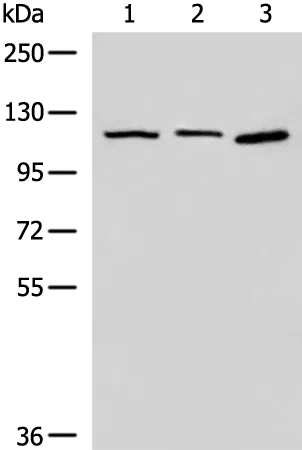 CORO7 Rabbit Polyclonal Antibody - image 1