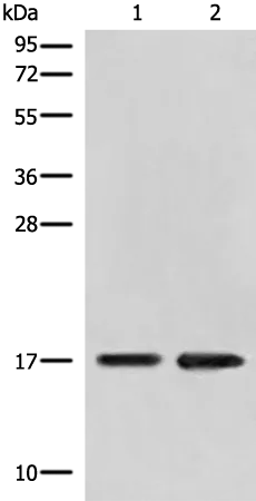 DCTD Rabbit Polyclonal Antibody - image 1