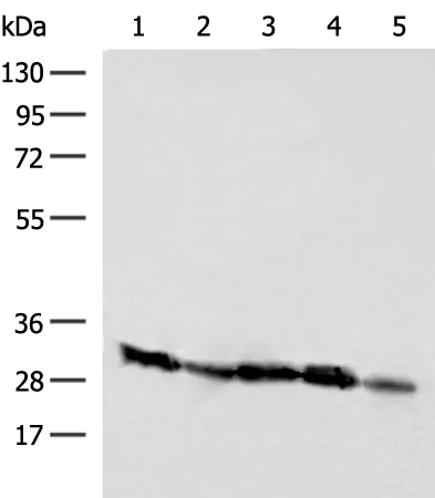 CD48 Rabbit Polyclonal Antibody - image 1