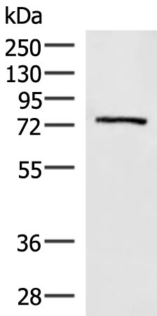 EXD2 Rabbit Polyclonal Antibody - image 1