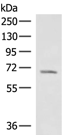 RABGGTA Rabbit Polyclonal Antibody - image 1