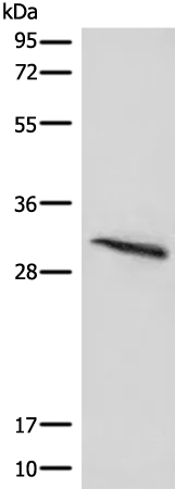 ITM2B Rabbit Polyclonal Antibody - image 1
