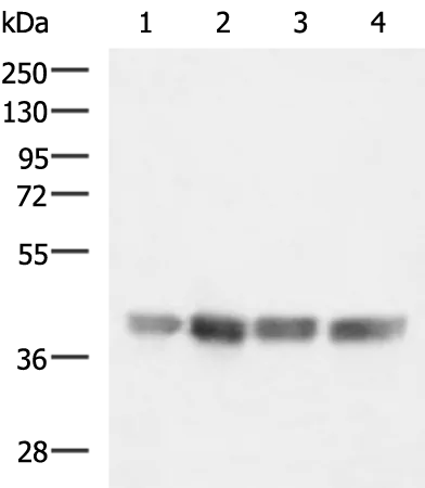 MRPS35 Rabbit Polyclonal Antibody - image 1