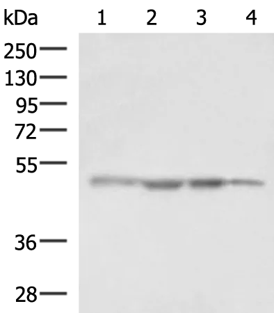 RHAG Rabbit Polyclonal Antibody - image 1