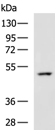 COPS3 Rabbit Polyclonal Antibody - image 1