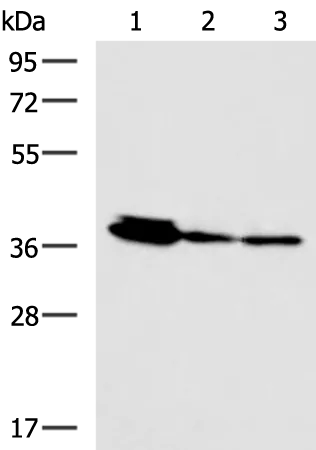 EEF1D Rabbit Polyclonal Antibody - image 1