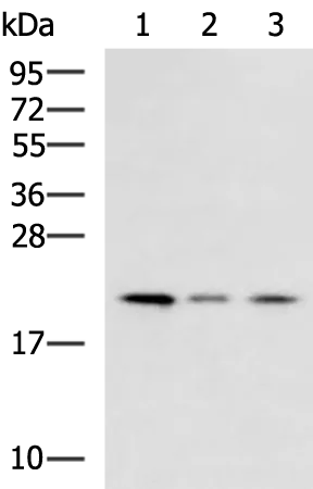 MRPL22 Rabbit Polyclonal Antibody - image 1