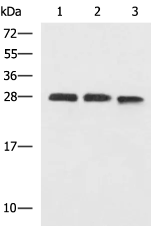 PLEKHF2 Rabbit Polyclonal Antibody - image 1