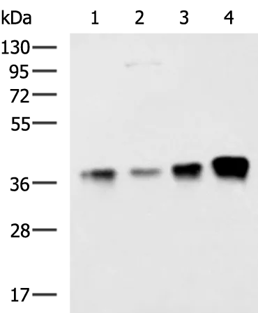 THOC3 Rabbit Polyclonal Antibody - image 1