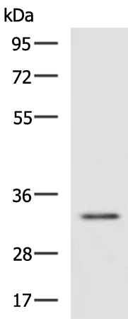 HEXIM2 Rabbit Polyclonal Antibody - image 1