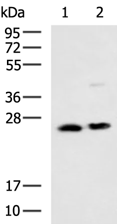 GSTM5 Rabbit Polyclonal Antibody - image 1