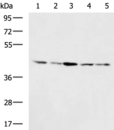 ENDOGL1 (EXOG) Rabbit Polyclonal Antibody - image 1