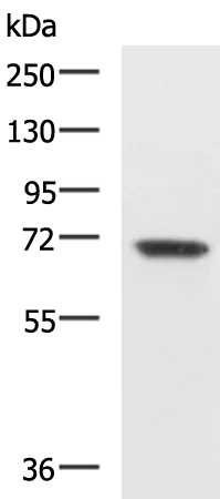 EBF3 Rabbit Polyclonal Antibody - image 1