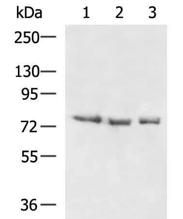 RASGRP3 Rabbit Polyclonal Antibody - image 1