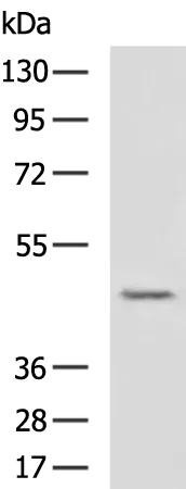 GAPDHS Rabbit Polyclonal Antibody - image 1