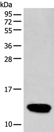 COX6A2 Rabbit Polyclonal Antibody - image 1