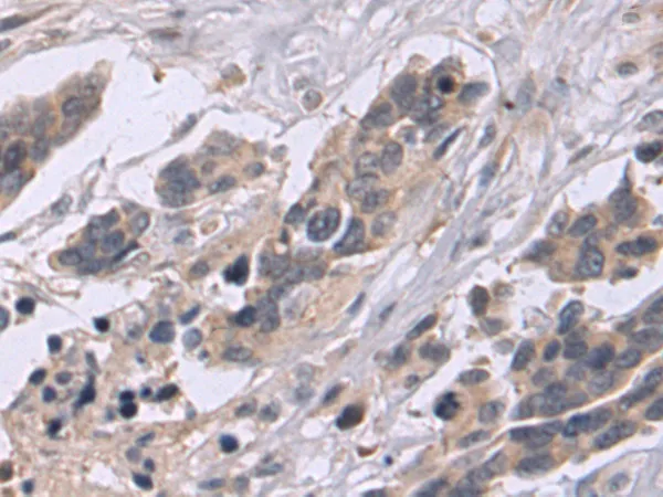 CD24 Rabbit Polyclonal Antibody - image 1
