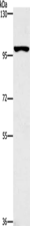 CDC27 Rabbit Polyclonal Antibody - image 1