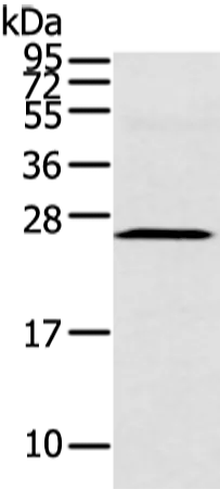 CFC1 Rabbit Polyclonal Antibody - image 1