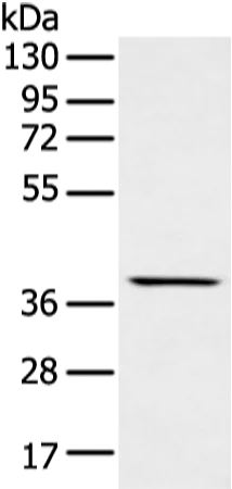 MAFA Rabbit Polyclonal Antibody - image 1