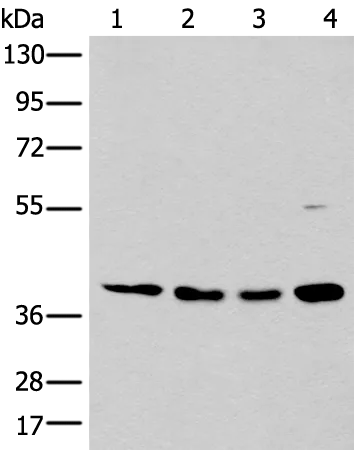 MAFB Rabbit Polyclonal Antibody - image 1