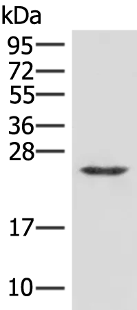 MRAS Rabbit Polyclonal Antibody - image 1