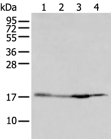 H2BC11 Rabbit Polyclonal Antibody - image 1