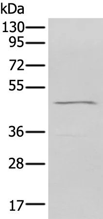 CHRM2 Rabbit Polyclonal Antibody - image 1