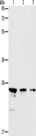 MOB4A (MOB1B) Rabbit Polyclonal Antibody - image 1