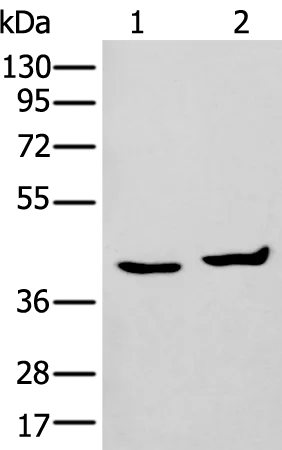 PICK1 Rabbit Polyclonal Antibody - image 1